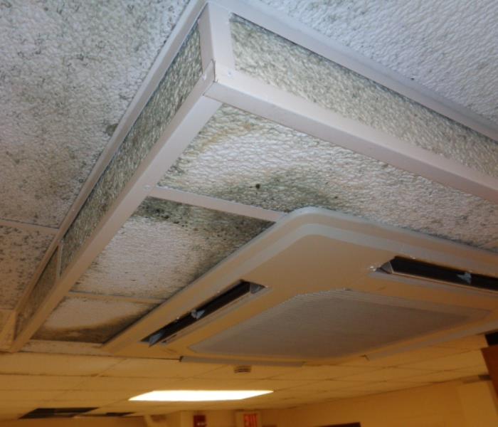 Mold Growth on the Ceiling . 